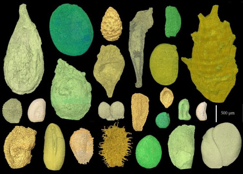 Semillas fosilizadas del Cretácico inferior vistas al microscopio