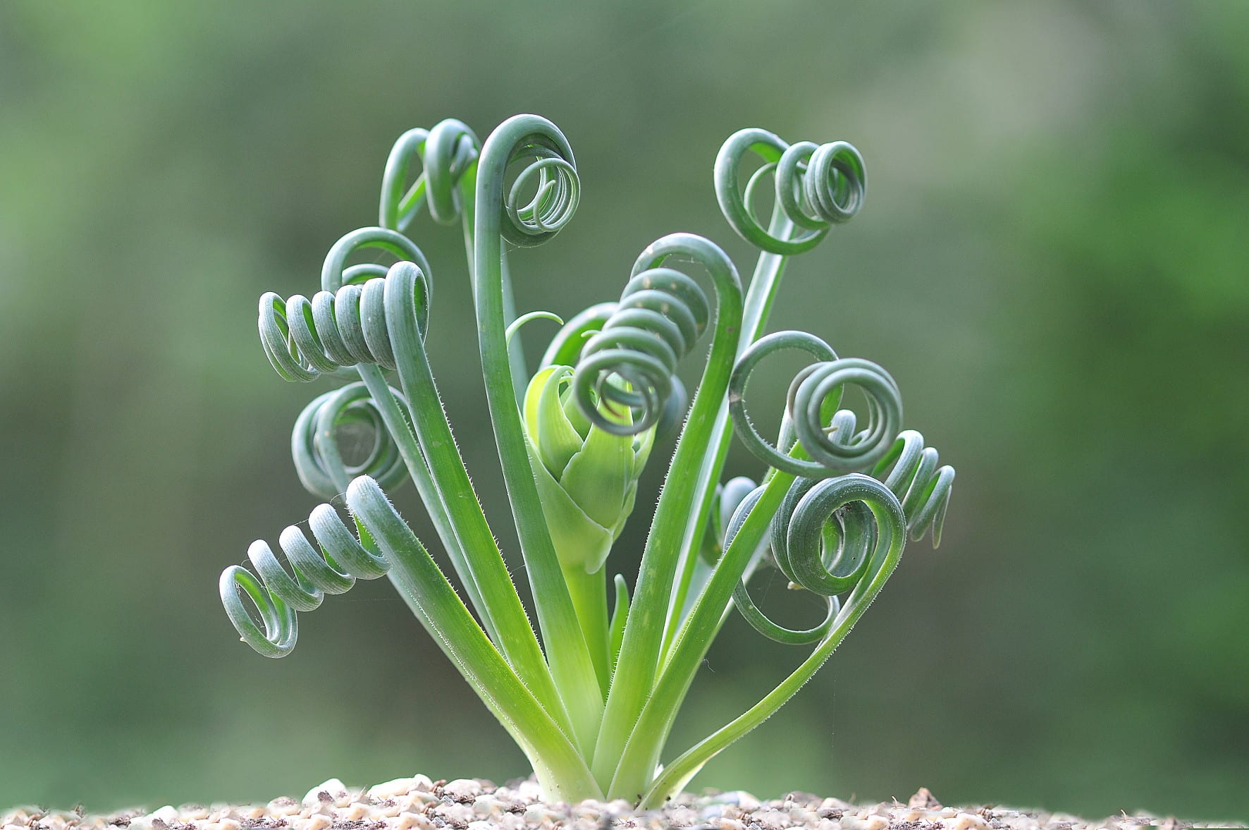 Albuca spiralis: cultivo y cuidados de la bulbosa en espiral