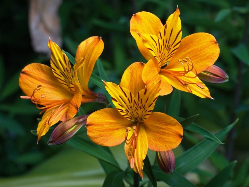 Detalle de las estrías características de la flor de alstromelia