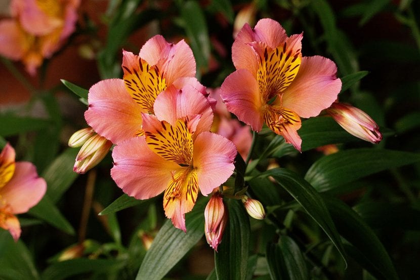 Flores de Alstroemeria de color anaranjado