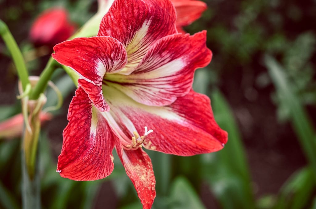 Amarilis: cultivo y cuidados de la flor de final de verano