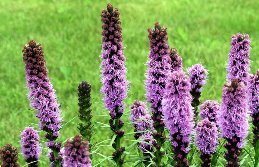 Espigas violetas de Liatris spicata en floración