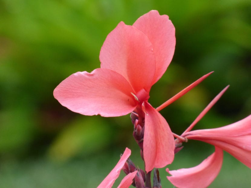 Flor roja de Canna indica en un jardín de verano