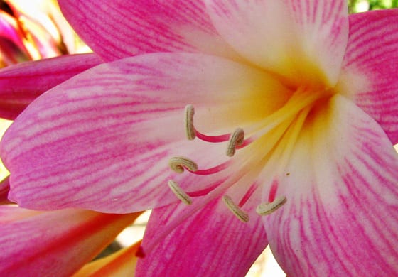 Flor rosada de Amaryllis belladonna sobre tallo desnudo
