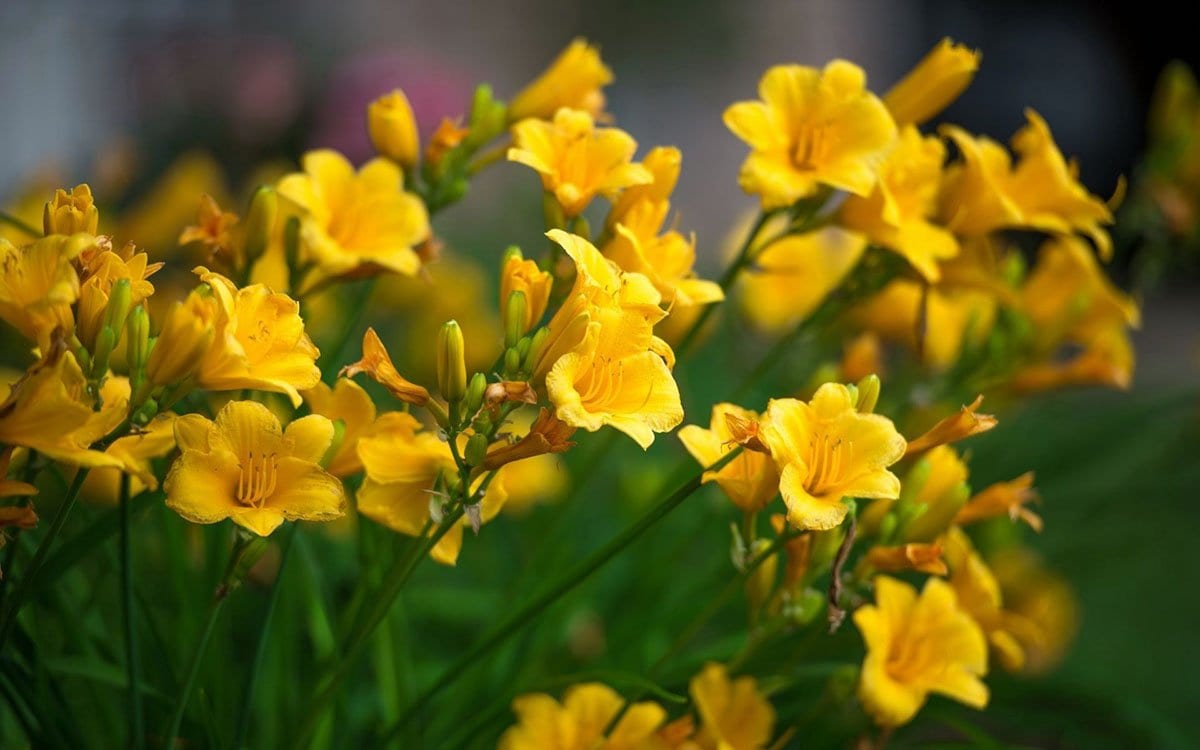 12 bulbosas de floración primaveral y sus cuidados