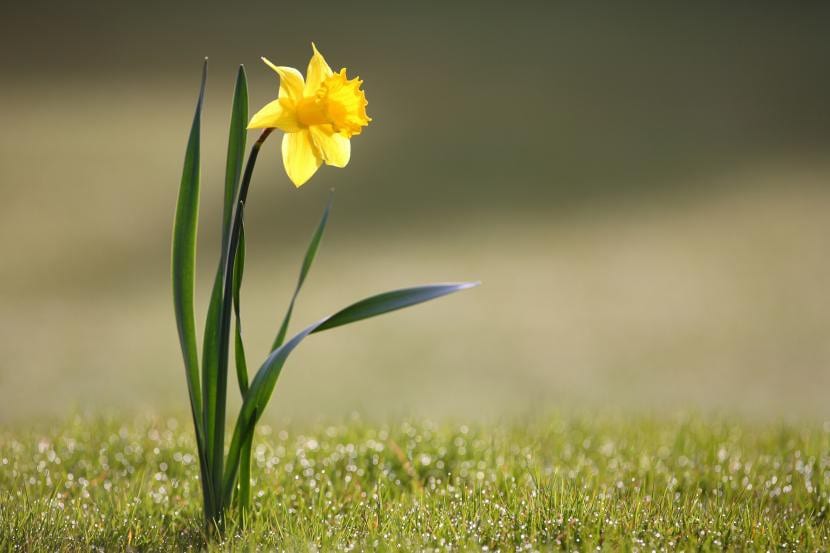 Narcisos en flor a comienzos de primavera