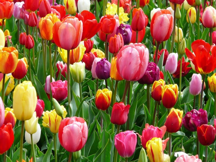 Tulipanes en flor en un macizo de primavera