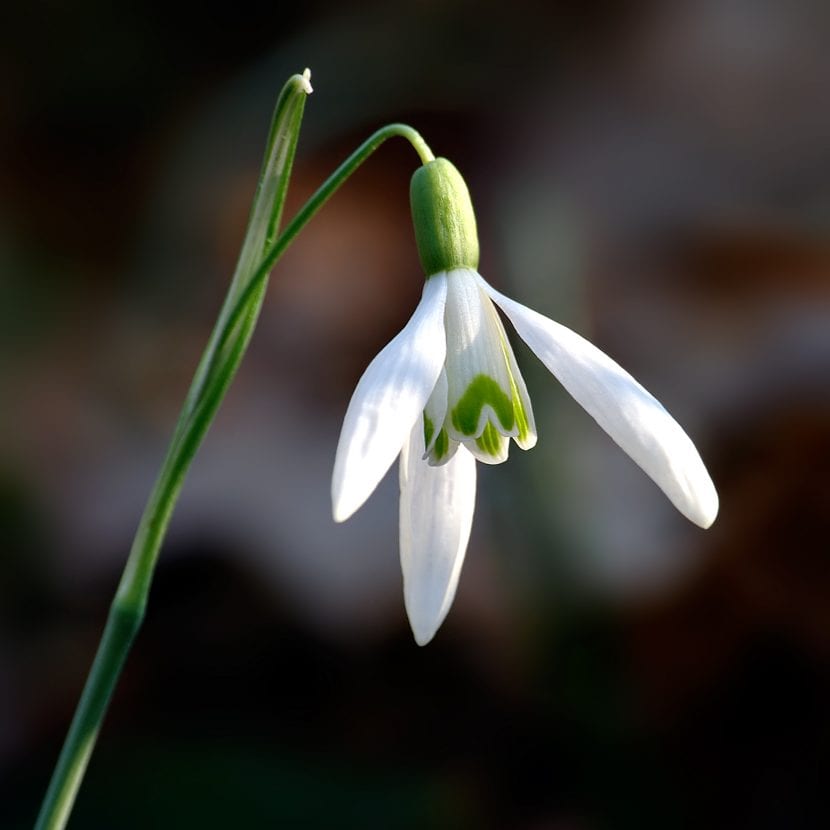 Flor de Galanthus nivalis vista de cerca con la mancha verde de los tépalos internos