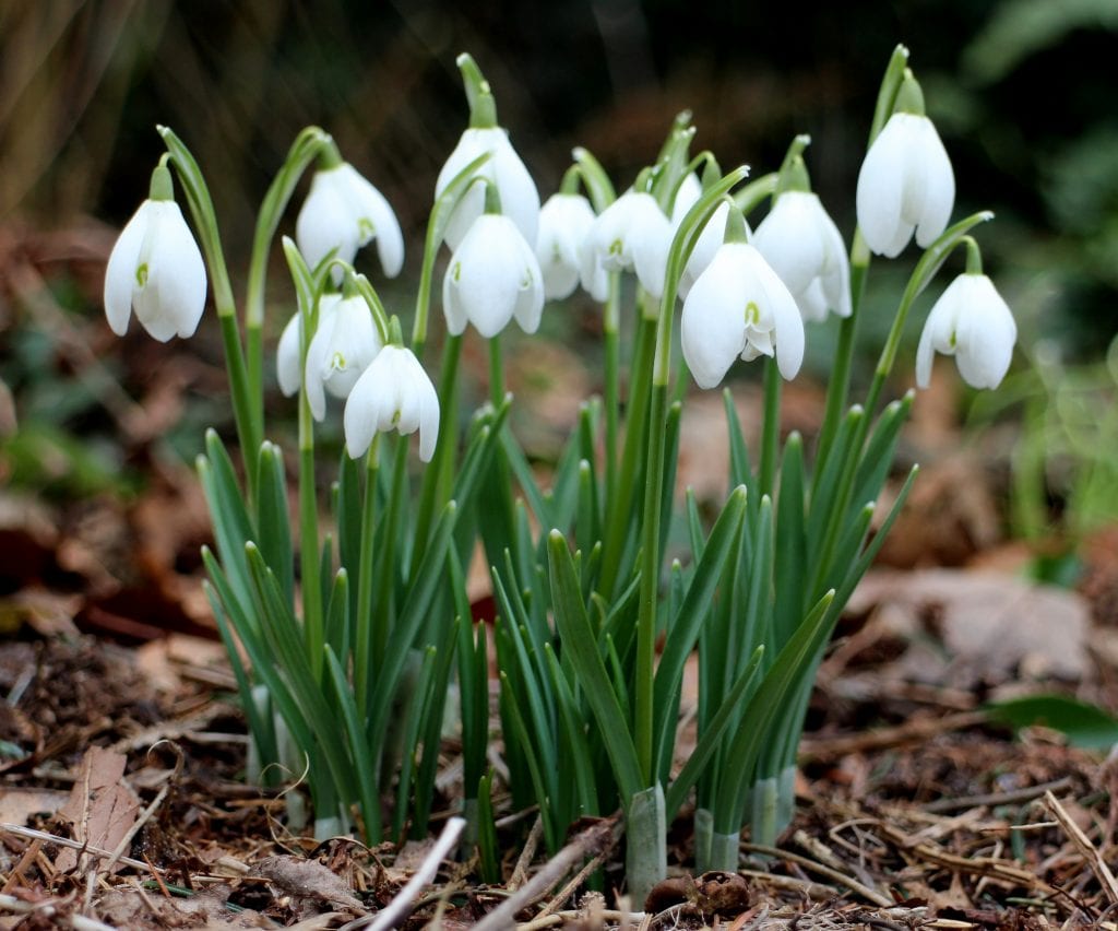 Campanilla de invierno: cultivo, plantación y por qué no florece