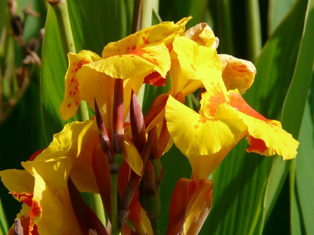 Canna indica en flor con inflorescencias rojas y naranjas