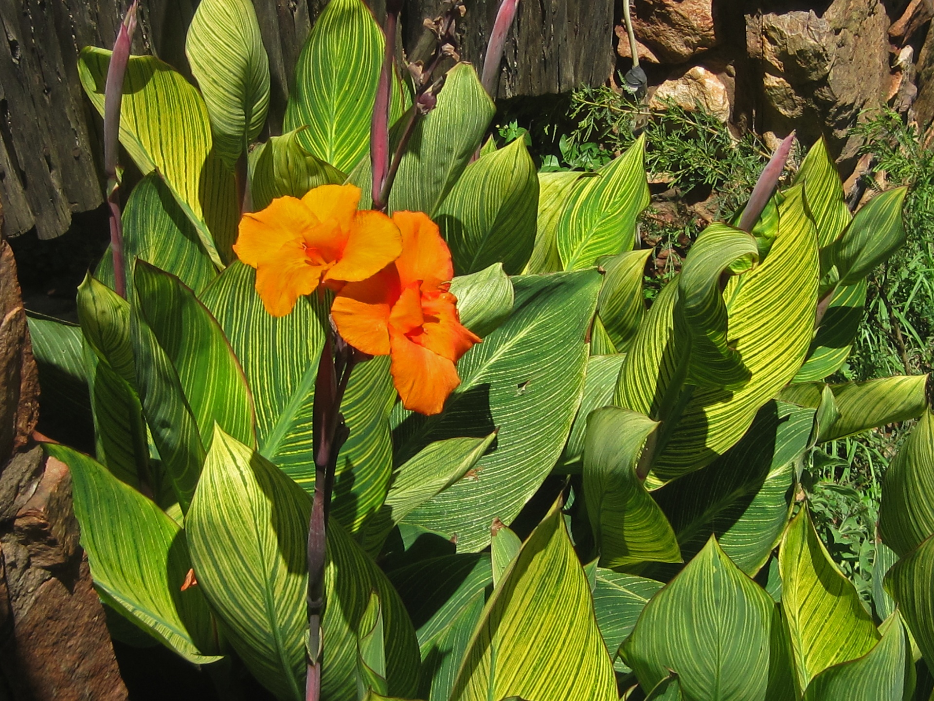 Canna indica: cuidados, plantación e invernada del rizoma