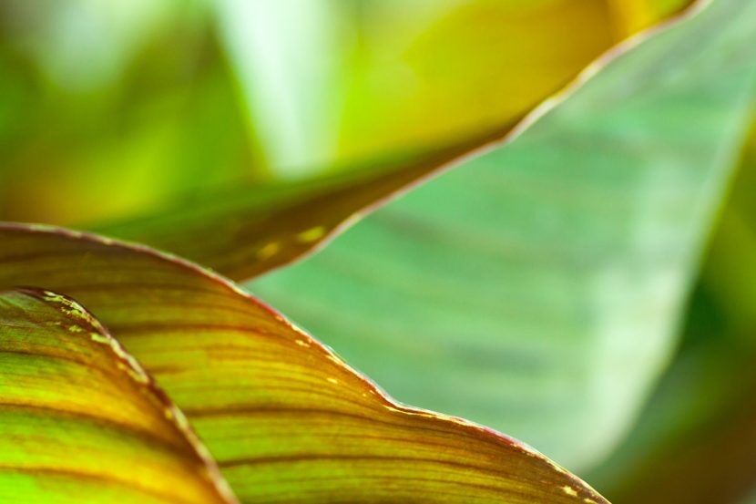 Hojas grandes y acanaladas de Canna indica