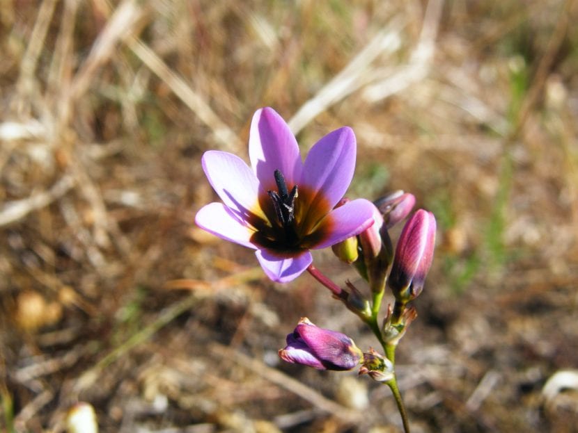 Flores de Ixia monadelpha con el centro oscuro contrastado