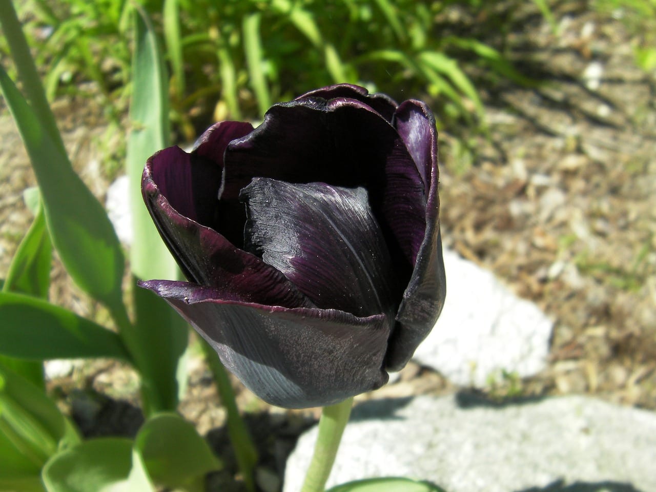 Cuidados del tulipán negro: plantación, frío y floración