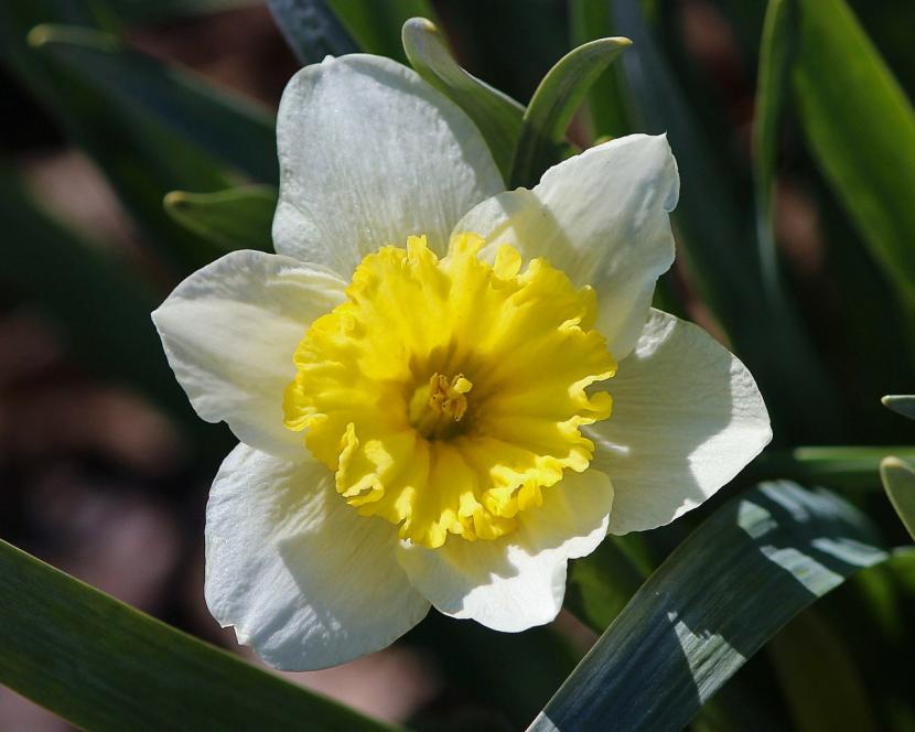 Cómo cuidar los narcisos: el bulbo que se naturaliza solo
