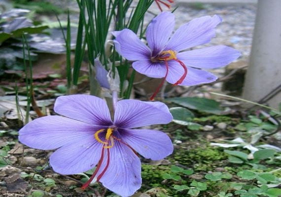 Flores de Crocus sativus con los tres estigmas rojos visibles