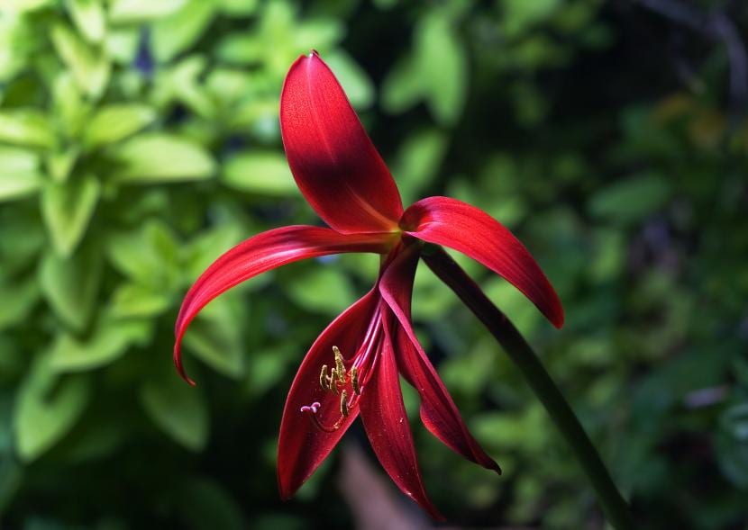 Flor de lis (Sprekelia formosissima): cultivo y cuidados