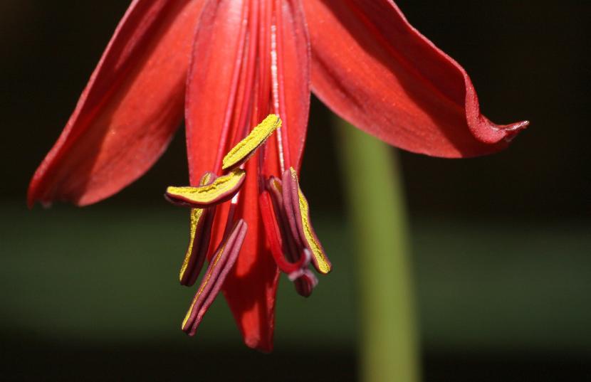 Flor de lis, Sprekelia formosissima, en floración