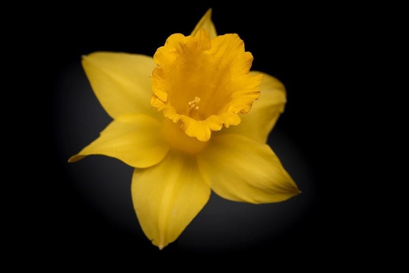 Narciso en flor en primavera