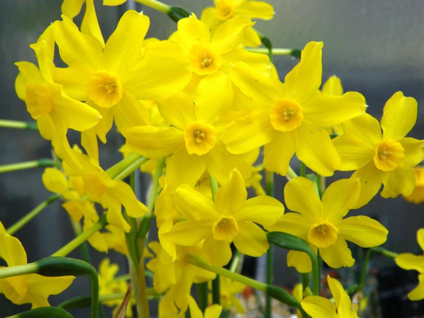 Narcissus jonquilla o junquillo, con hojas cilíndricas parecidas a las de un junco