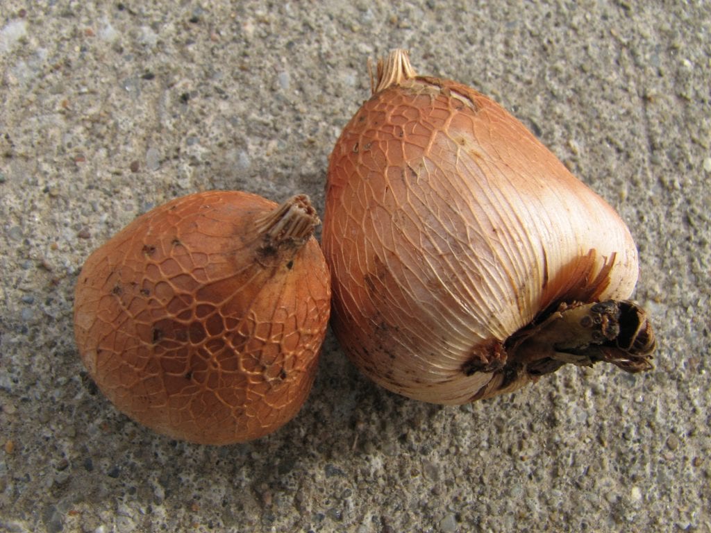 Cómo plantar bulbos en macetas paso a paso