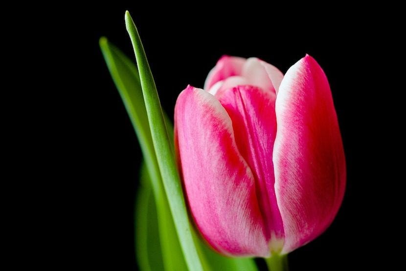 Tulipán de flor rosa cultivado en maceta