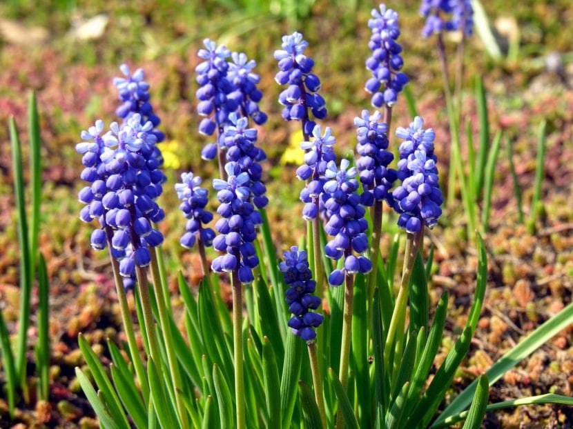 Muscari botryoides plantado en grupo
