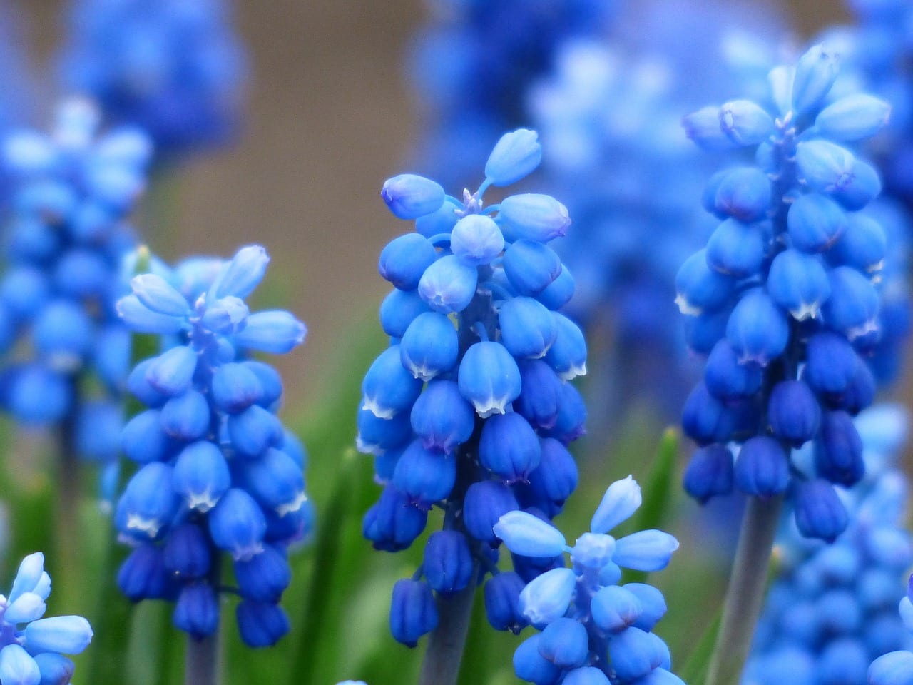 Muscari, cómo plantar y cuidar el nazareno en el jardín