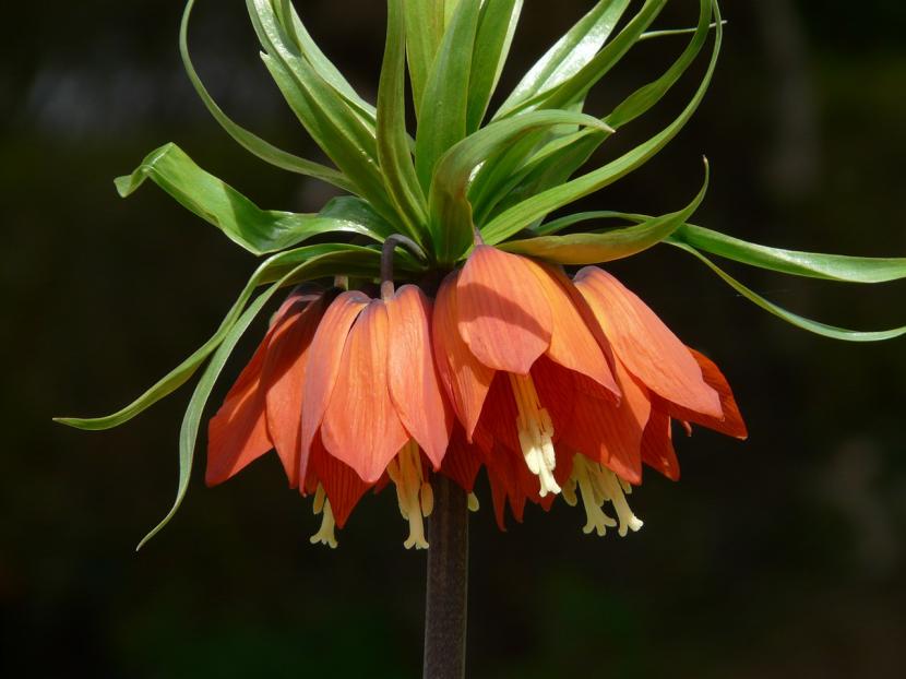 Corona imperial, Fritillaria imperialis, en flor