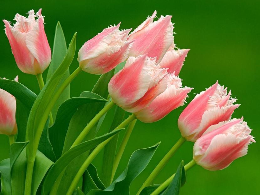 Tulipán papagayo con pétalos rizados
