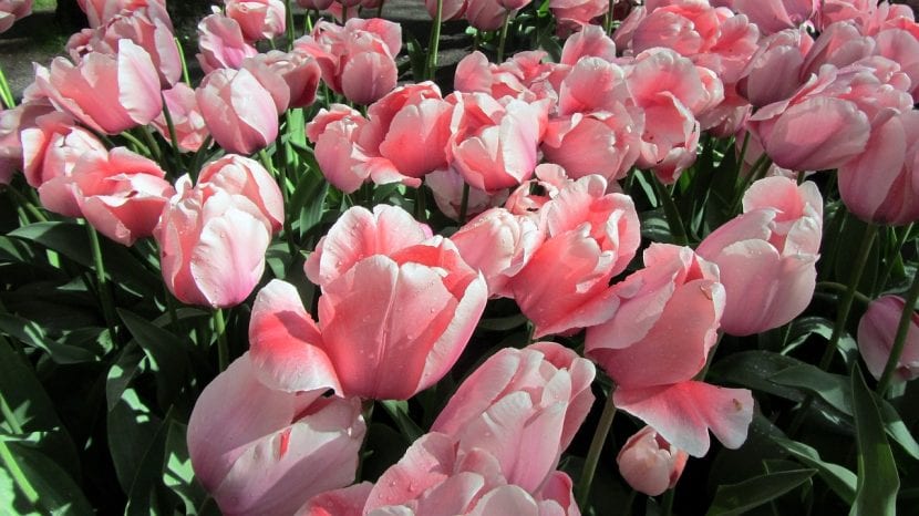 Tulipanes rosas en flor