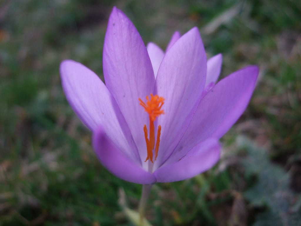Crocus sativus: cultivo del azafrán paso a paso