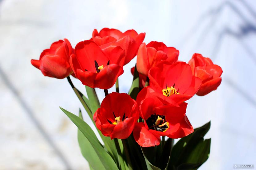 Significado del tulipán rojo y de cada color