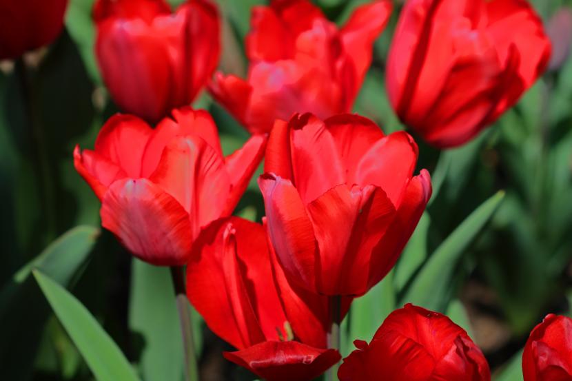 Tulipanes rojos abiertos en un macizo