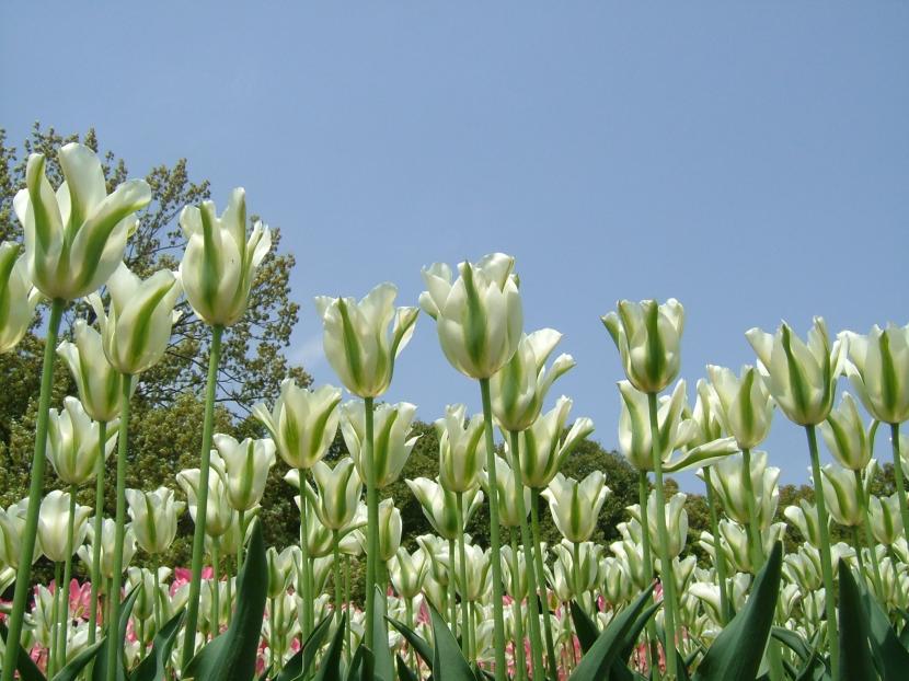 Tulipán viridiflora Spring Green con la banda verde en los tépalos