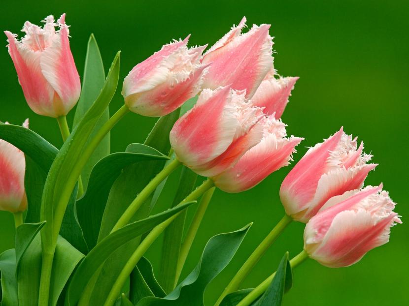 Variedades de tulipán: las 15 divisiones y cuál elegir