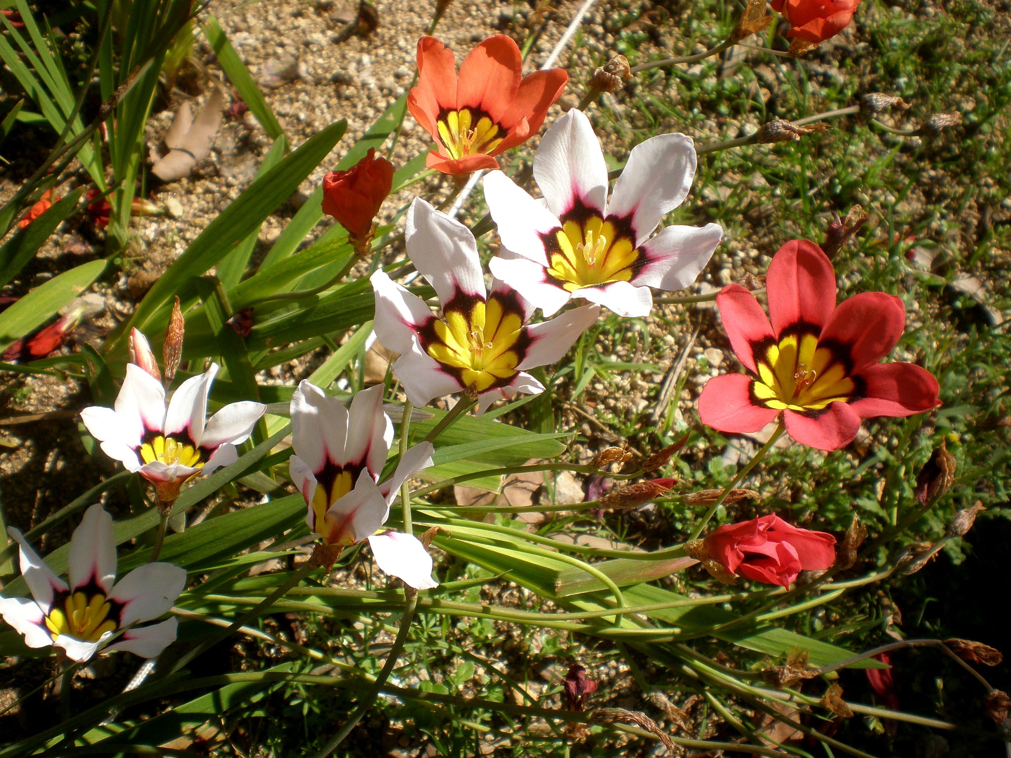 Flores de Sparaxis tricolor con el centro amarillo y el anillo oscuro
