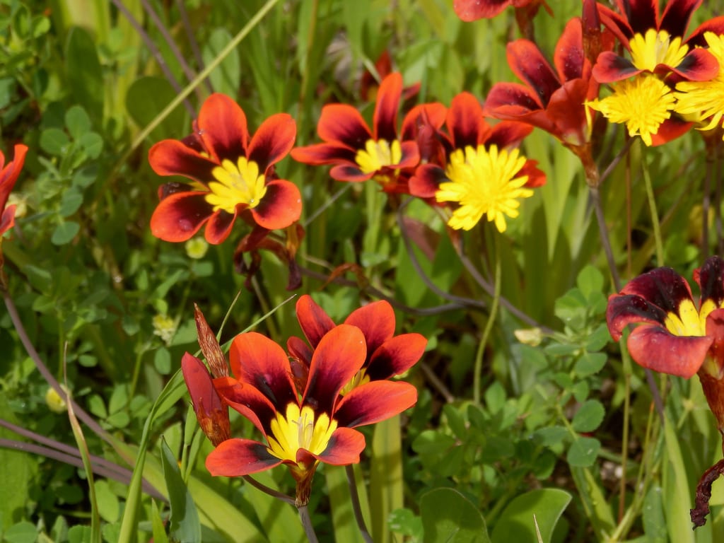 Mata de Sparaxis tricolor en flor en primavera