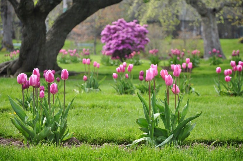 Jardín con tulipanes en flor de varios colores