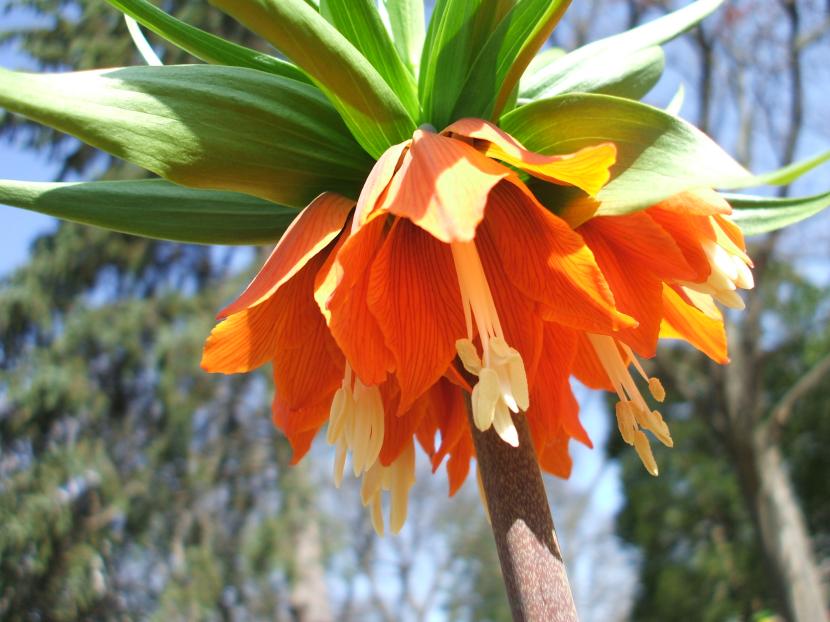 Bulbosas de otoño: cuándo plantarlas y cómo cuidarlas