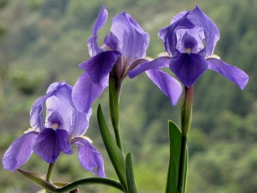 Lirio común en flor en un jardín