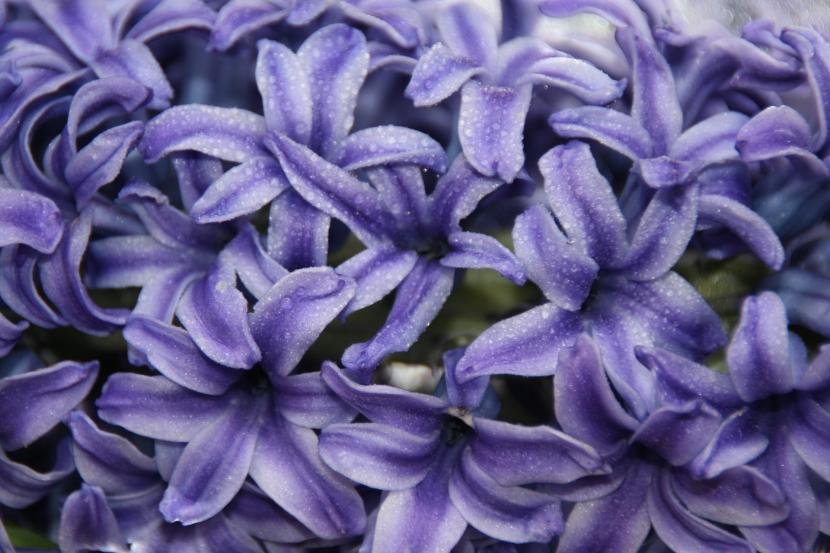 Cuidados de los jacintos: guía completa de cultivo