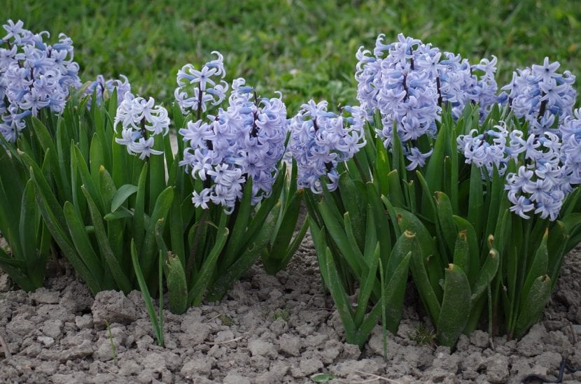 Jacintos en flor en un jardín