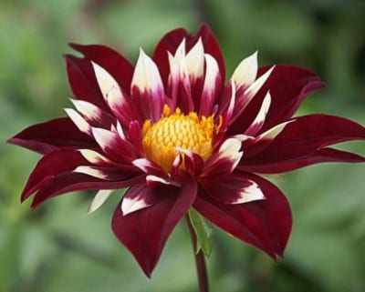 Dalia de collarín 'Chimborazo'