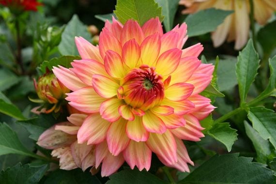 Dalias: cultivo, tipos de flor y cuidados paso a paso