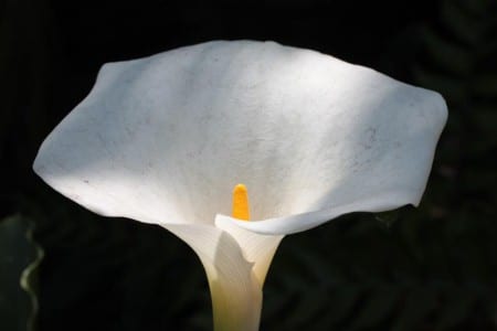 Cala blanca en flor, Zantedeschia aethiopica