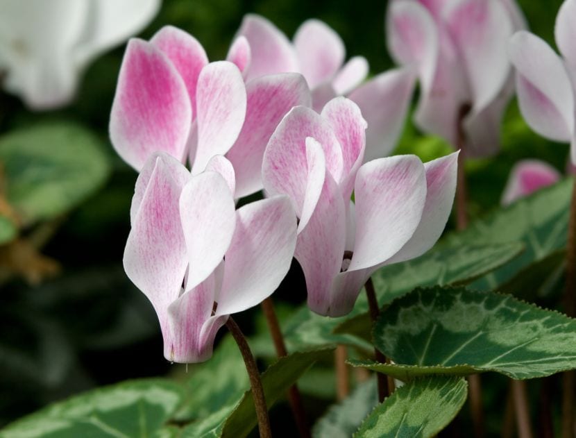 Planta de ciclamen en flor con hojas jaspeadas