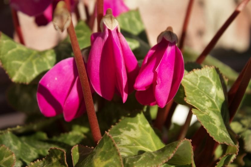 Flores de ciclamen con los pétalos reflejados hacia atrás