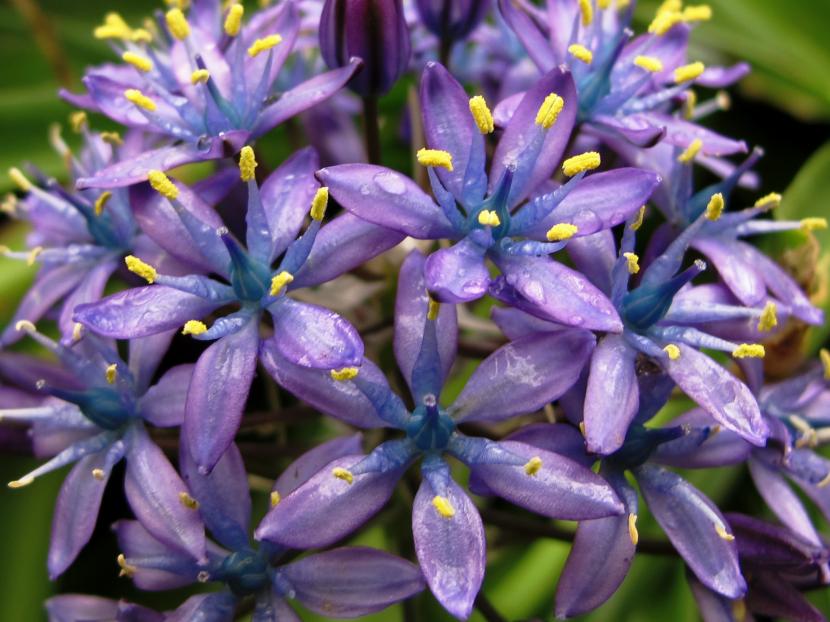 Inflorescencia cónica azul violácea de Scilla peruviana
