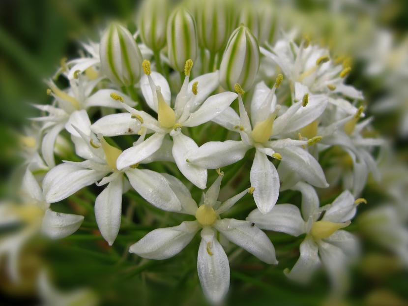 Scilla peruviana de flores blancas en floración